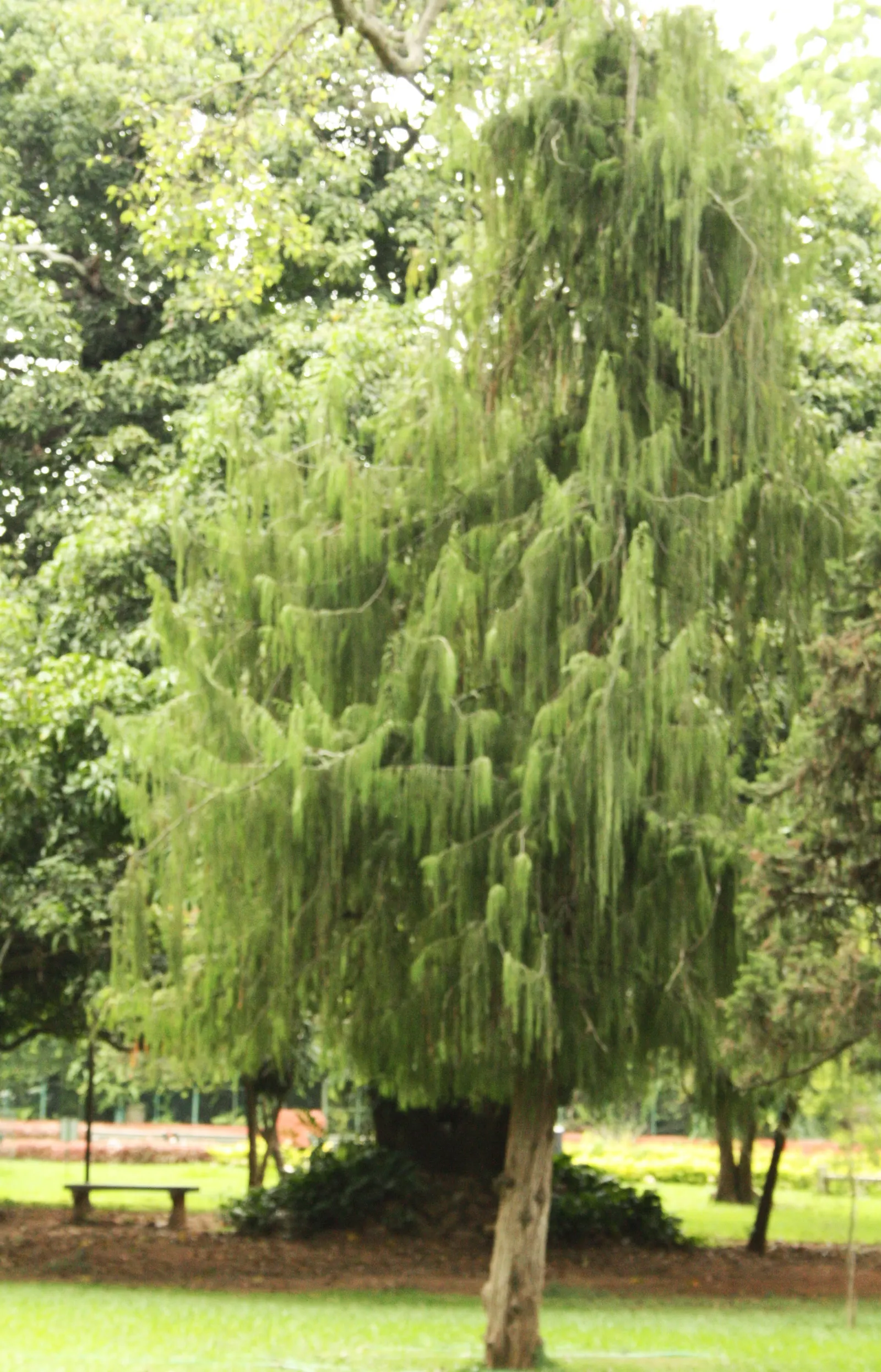 Golden Weeping Willow (Salix Alba 'Tristis') — where its reflection can be admired; with a similar spread of 40 to 60 feet