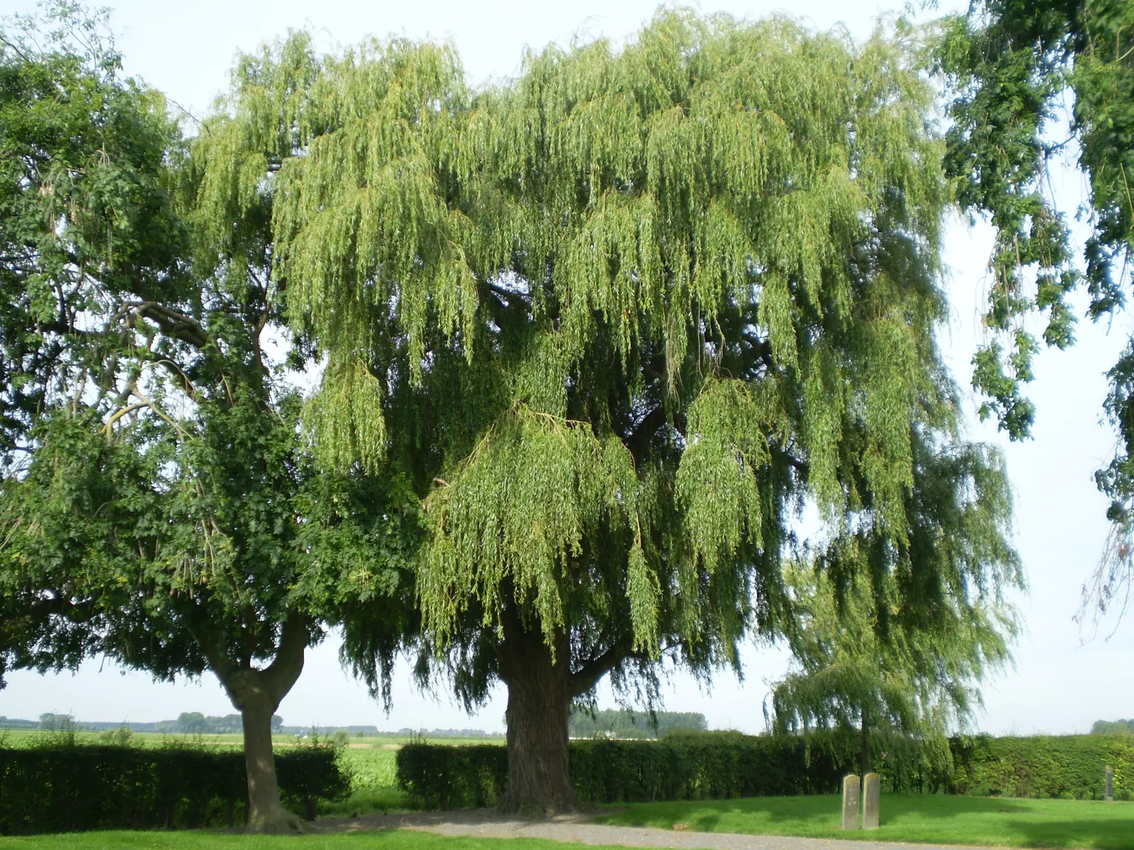 Golden Weeping Willow (Salix Alba 'Tristis') — this cultivar provides a stately presence in any landscape design