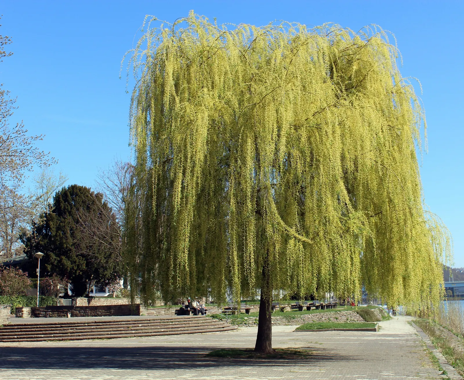 Golden Weeping Willow (Salix Alba 'Tristis') — lanceolate leaves that are a bright green above and a paler hue beneath; making it suitable for riparian
