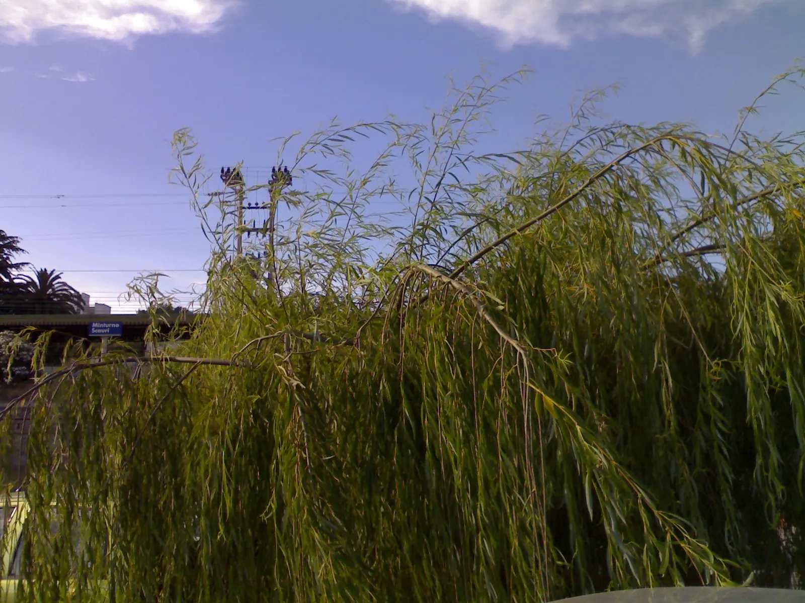 Golden Weeping Willow (Salix Alba 'Tristis') — creating a luminous display.<br><br>Notable for its vigorous growth