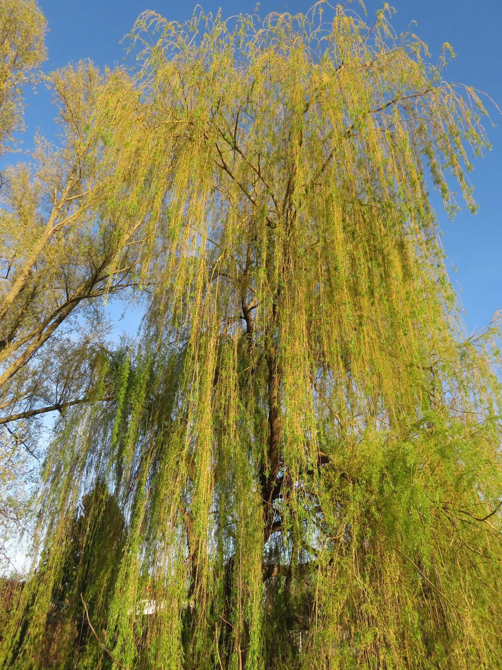 Golden Weeping Willow (Salix Alba 'Tristis') — Pruning should be conducted during the dormant season to maintain its shape and structural integrity
