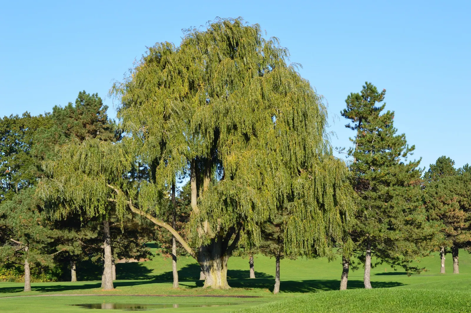 Golden Weeping Willow (Salix Alba 'Tristis') — with a similar spread of 40 to 60 feet; offering an aura of tranquility and distinguished beauty