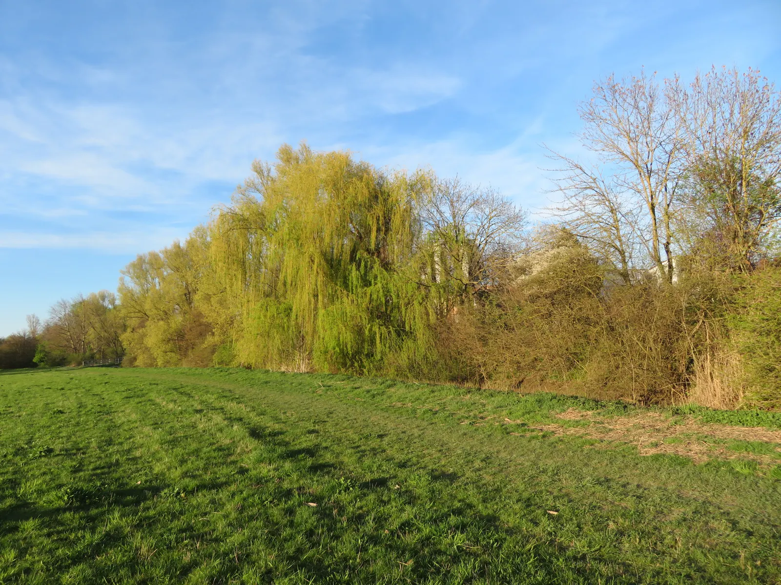 Golden Weeping Willow (Salix Alba 'Tristis') — Preferring moist soil conditions; this willow demands consistently moist