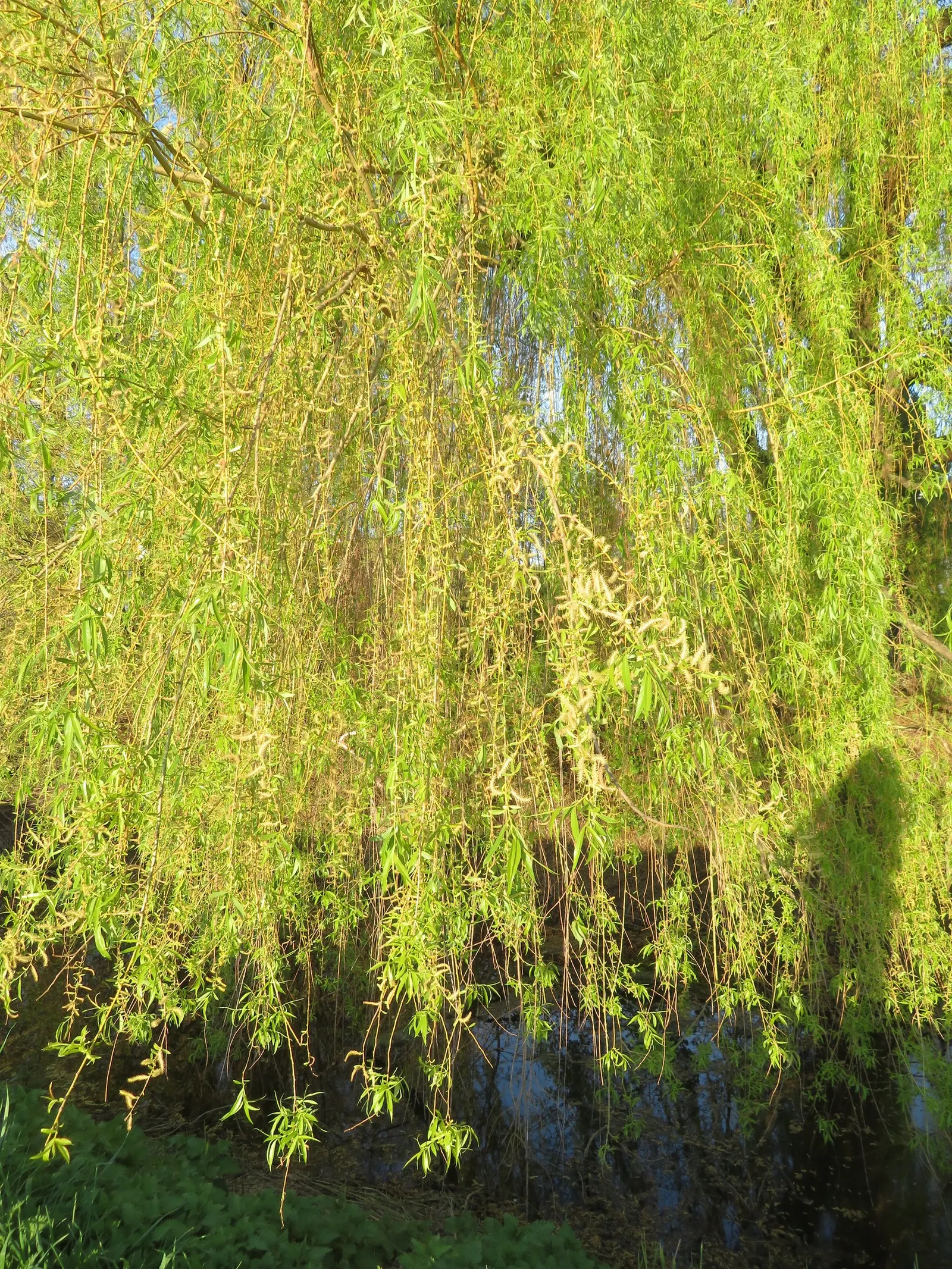 Golden Weeping Willow (Salix Alba 'Tristis') — the Golden Weeping Willow presents yellow catkins in the early spring