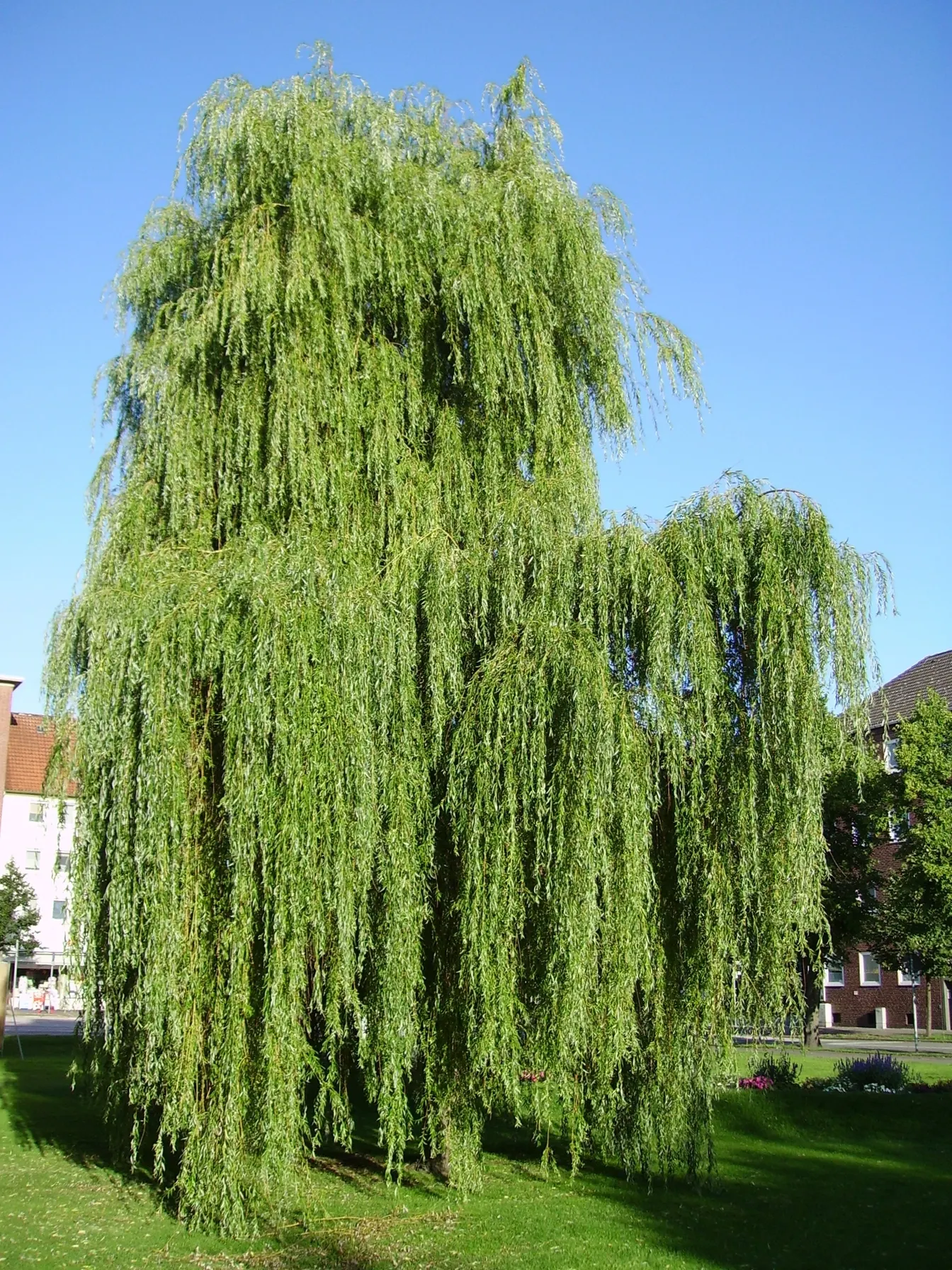 Golden Weeping Willow (Salix Alba 'Tristis') — fast-growing tree known for its striking golden bark and gracefully drooping branches