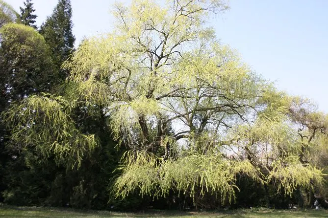 Golden Weeping Willow (Salix Alba 'Tristis') — making it suitable for riparian settings.<br><br>Upon reaching maturity