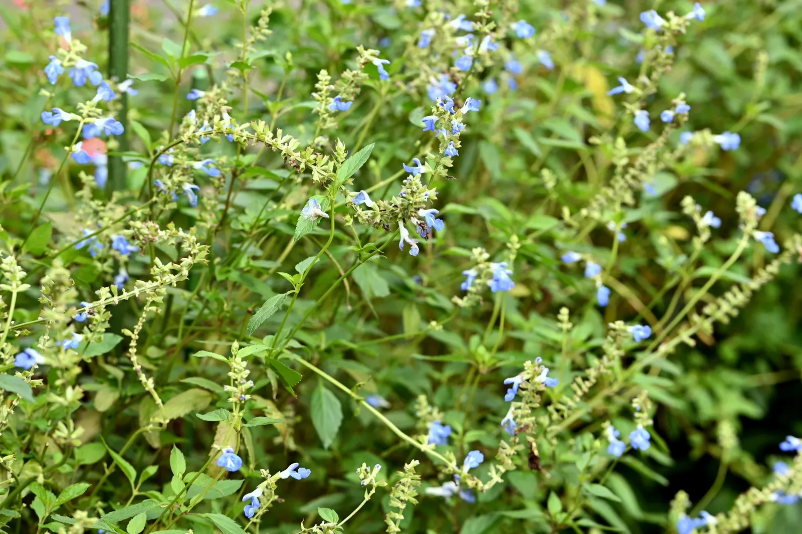 Blue Spike Sage (Salvia Uliginosa) — although it tolerates drier conditions once established