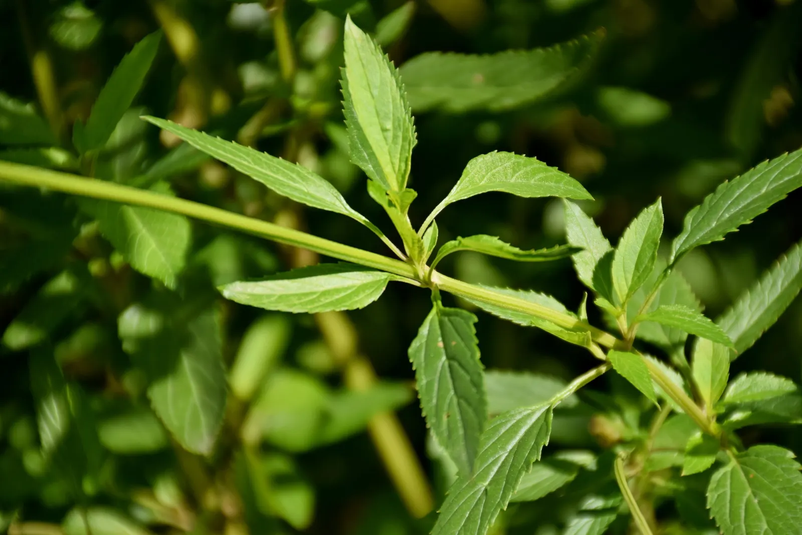 Blue Spike Sage (Salvia Uliginosa) — Preferring full sun to part shade, it flourishes in moist, well-draining soil
