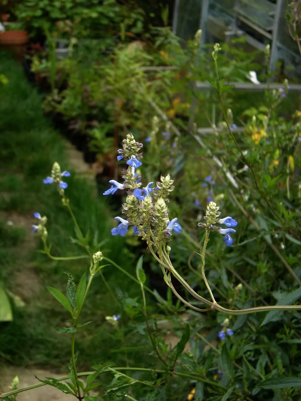 Blue Spike Sage (Salvia Uliginosa) — blue and multi-colored flowers in the garden
