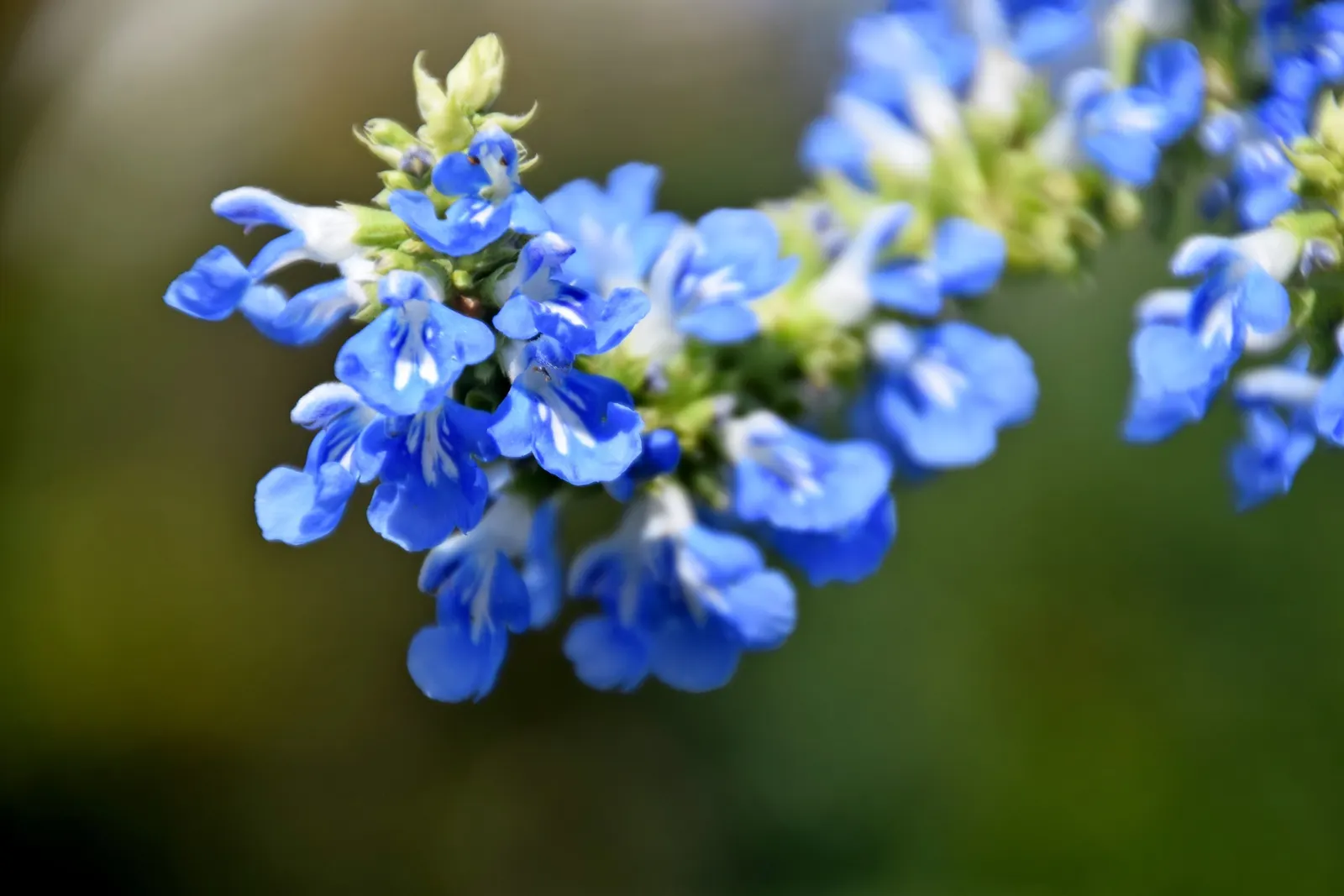 Blue Spike Sage (Salvia Uliginosa) — It typically reaches a height of 4 to 6 feet and spreads 2 to 3 feet
