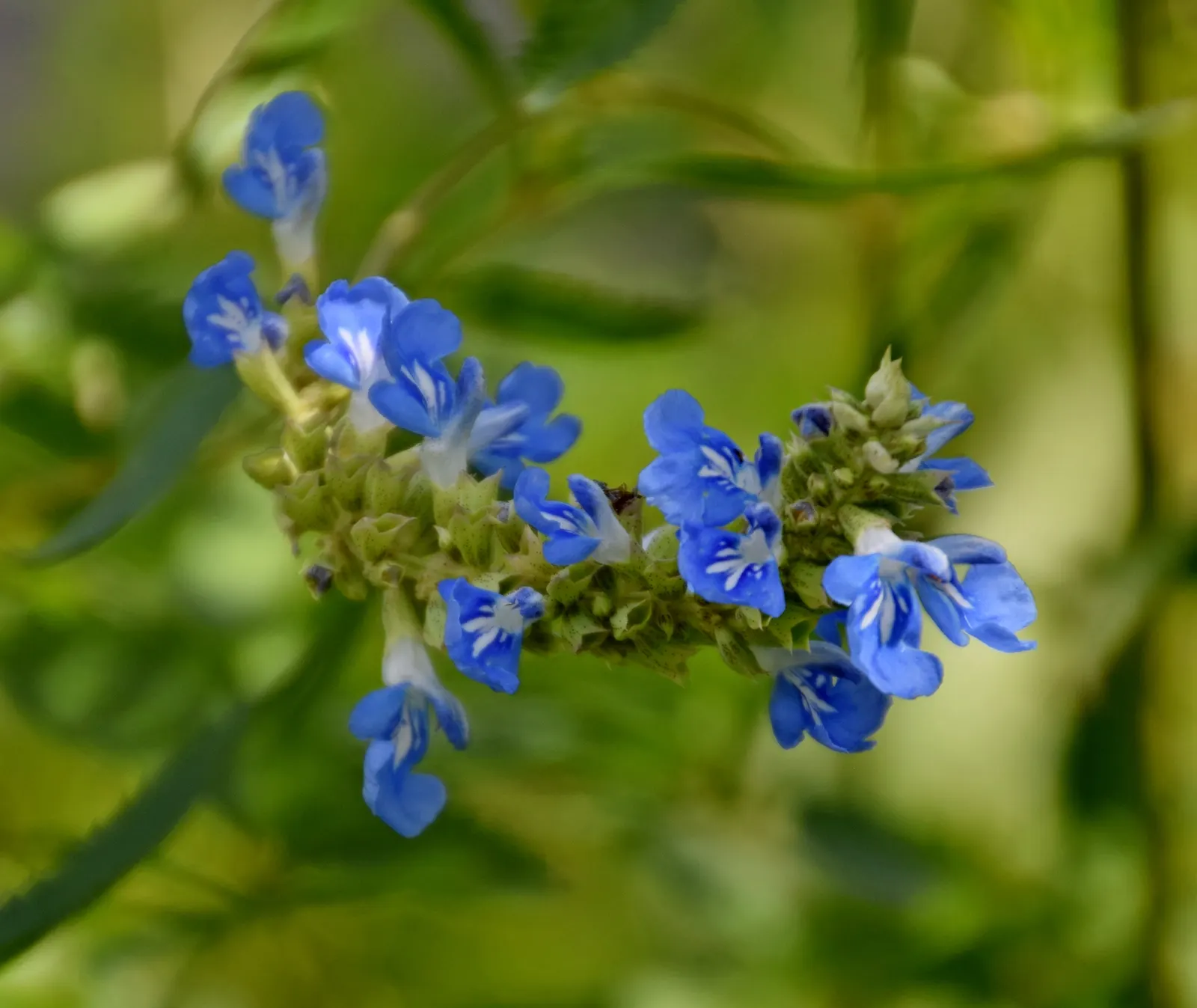 Blue Spike Sage (Salvia Uliginosa) — This hardy perennial thrives in USDA zones 6 to 10