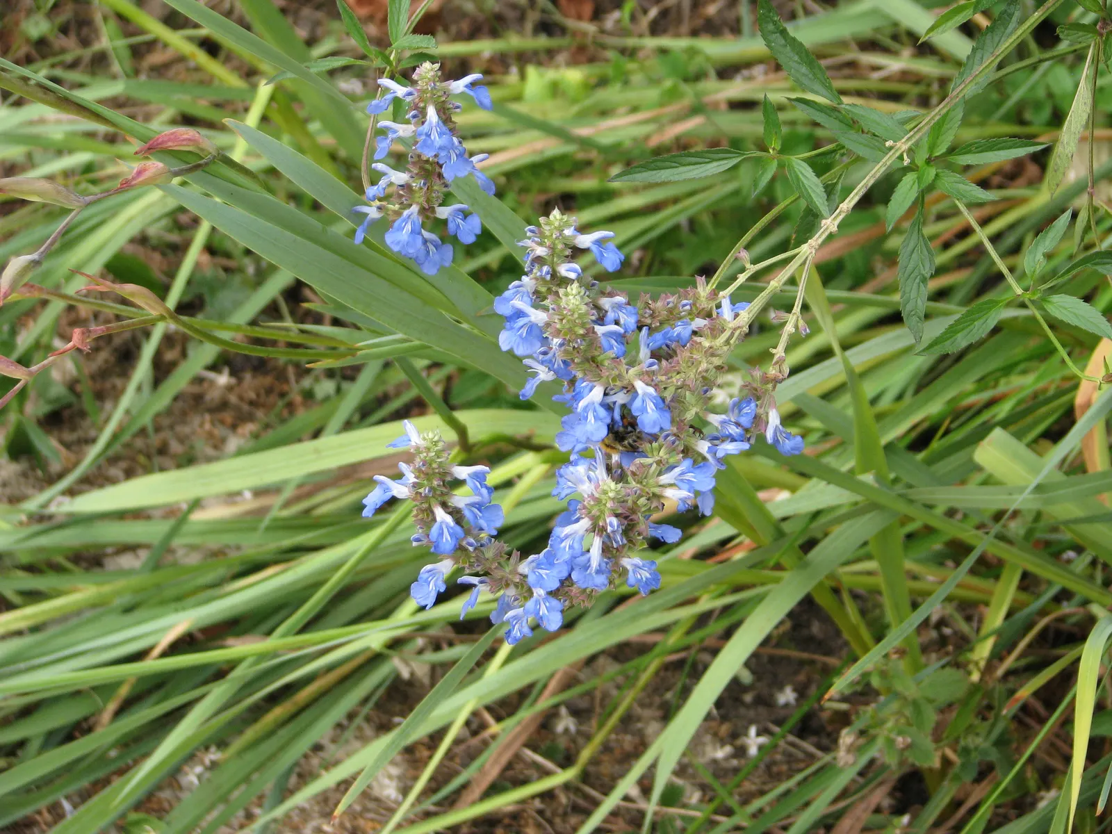 Blue Spike Sage (Salvia Uliginosa) — deadheading is recommended
