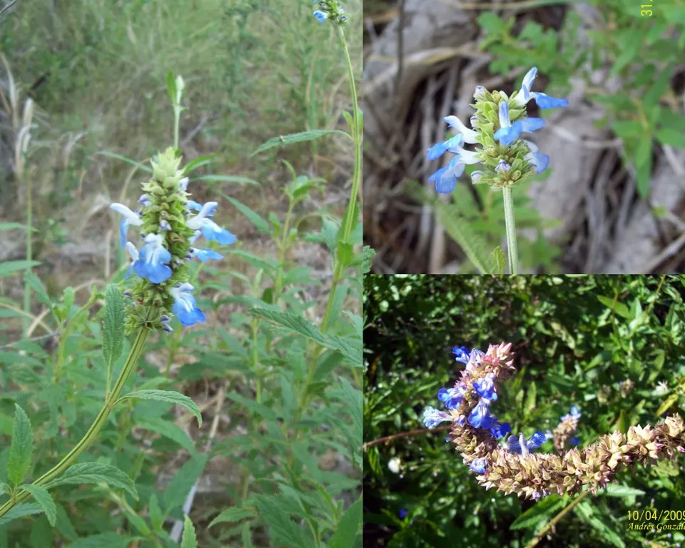 Blue Spike Sage (Salvia Uliginosa) — is a striking perennial native to South America's marshy regions
