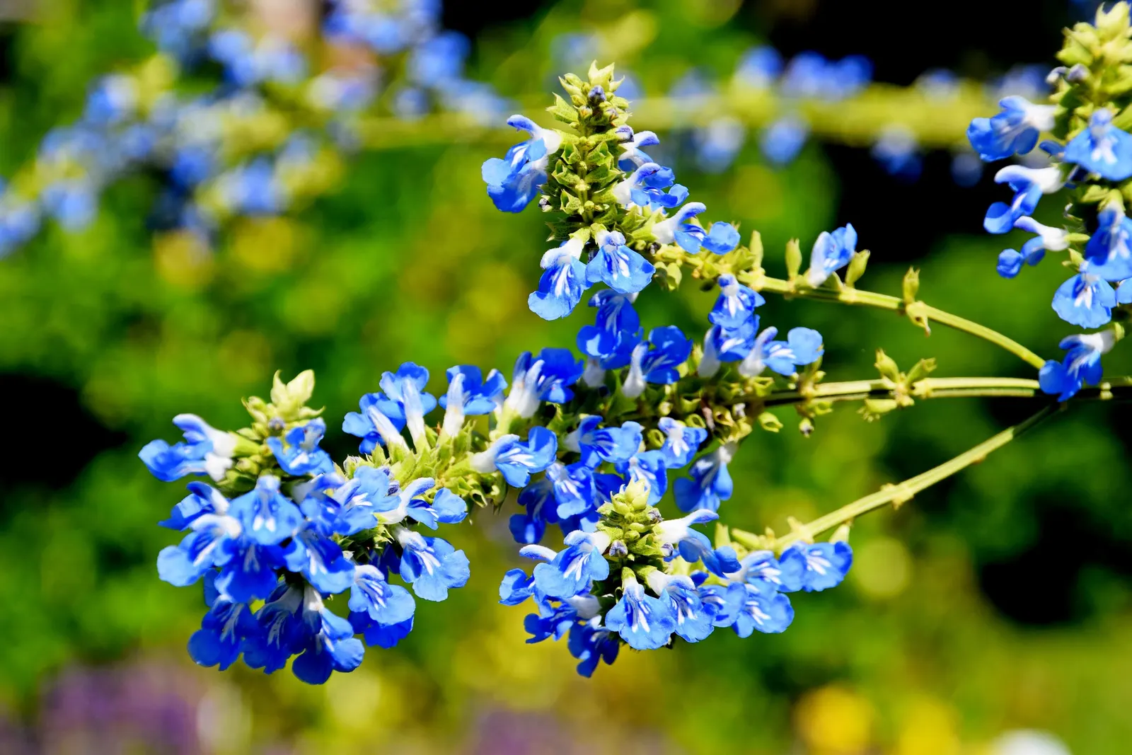 Blue Spike Sage (Salvia Uliginosa) — elongated leaves are a vibrant green