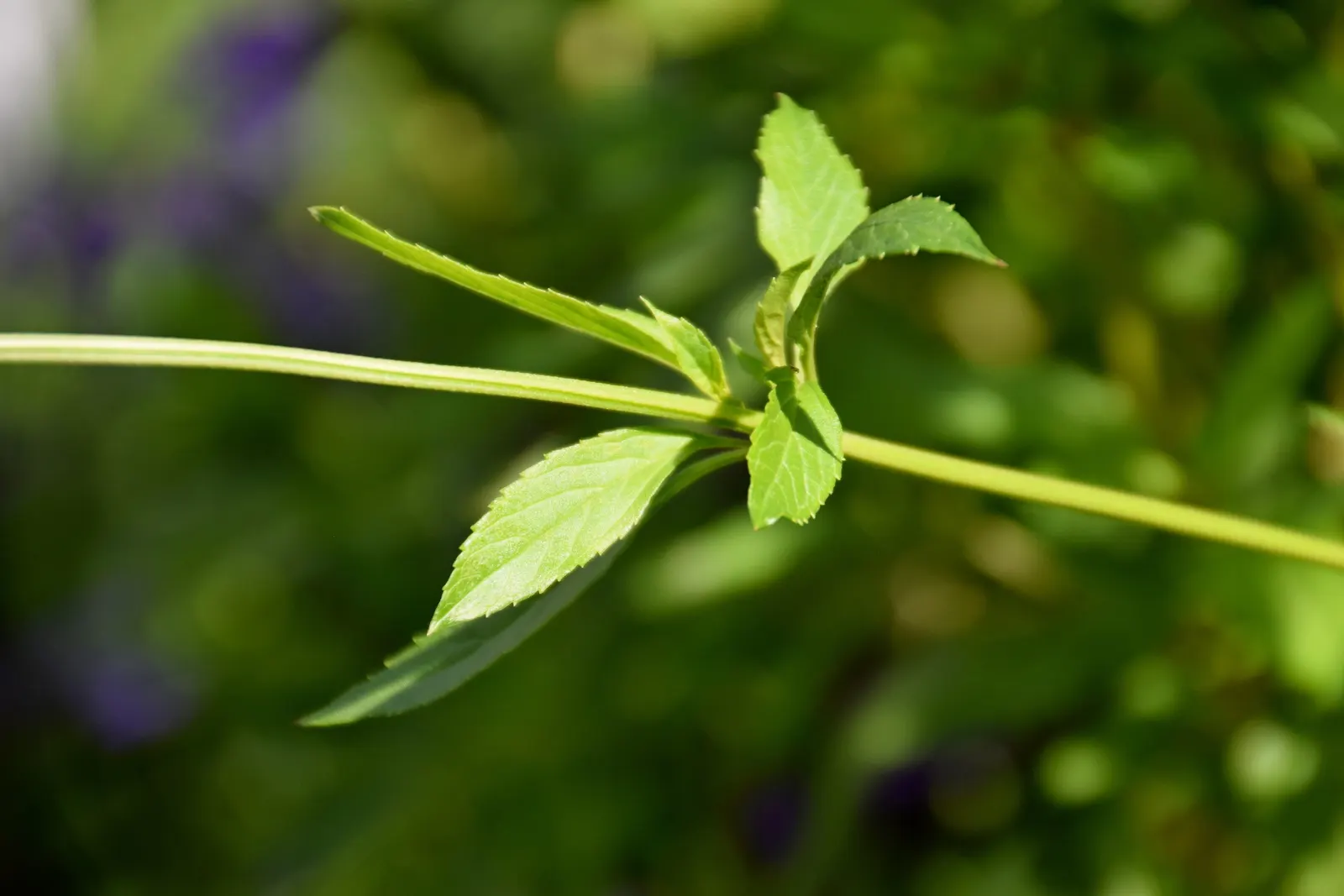 Blue Spike Sage (Salvia Uliginosa) — Ideal for providing vertical interest and attracting pollinators