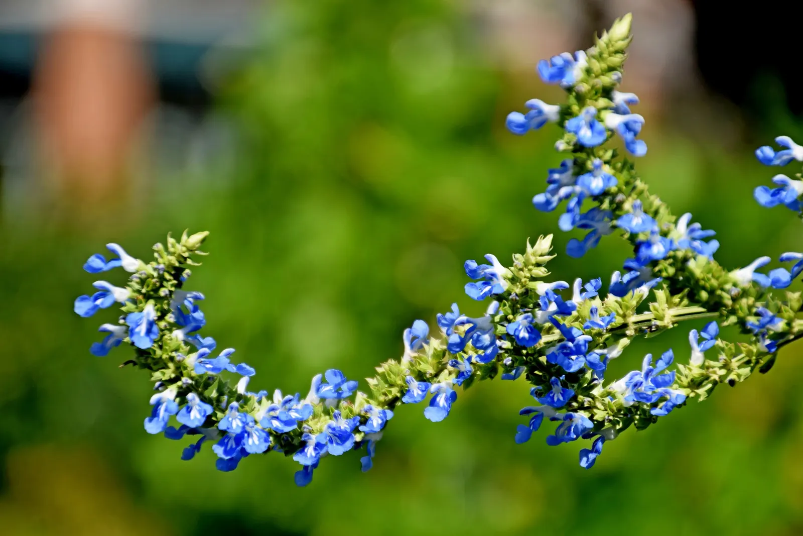 Blue Spike Sage (Salvia Uliginosa) — perennial for full