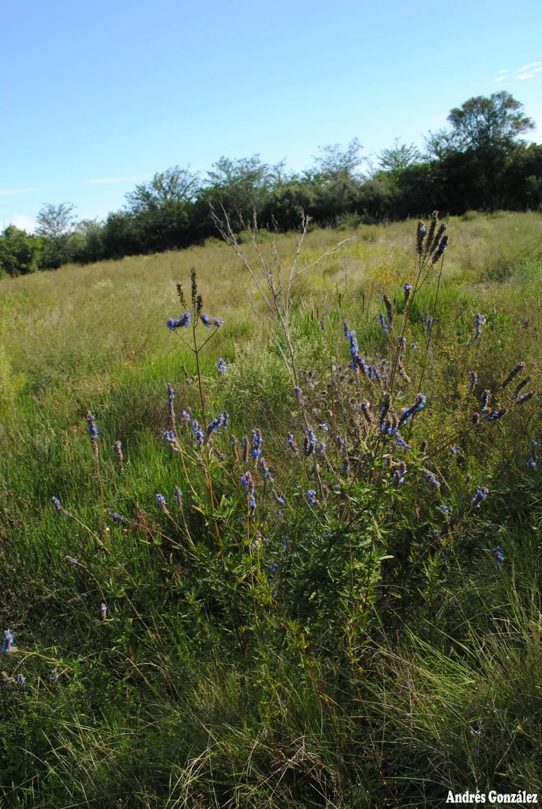 Blue Spike Sage (Salvia Uliginosa) — scientifically termed Salvia uliginosa