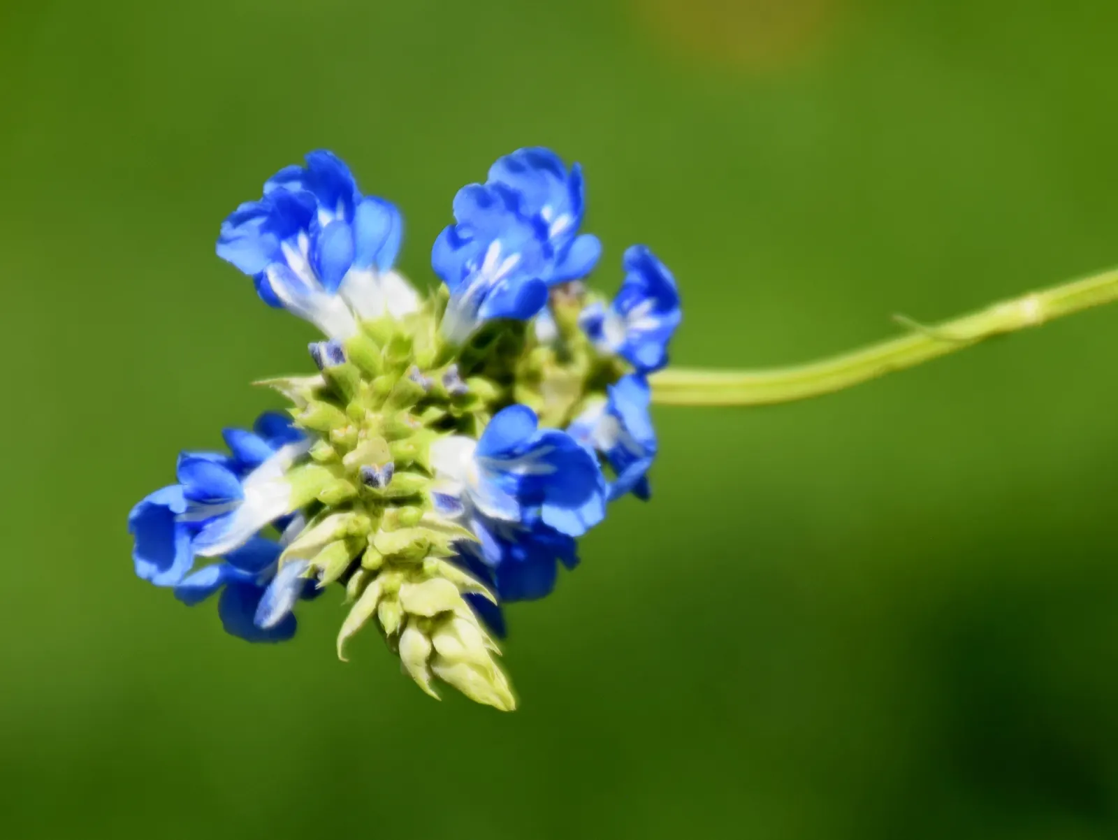 Blue Spike Sage (Salvia Uliginosa) — reaching up to 5 feet in height and spreading 2 to 3 feet wide