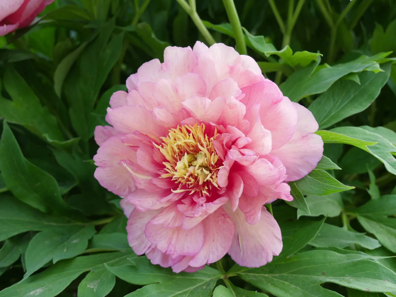 Bartzella Peony (Paeonia 'Bartzella') — This hardy perennial thrives in full sun to partial shade and prefers well-drained soil