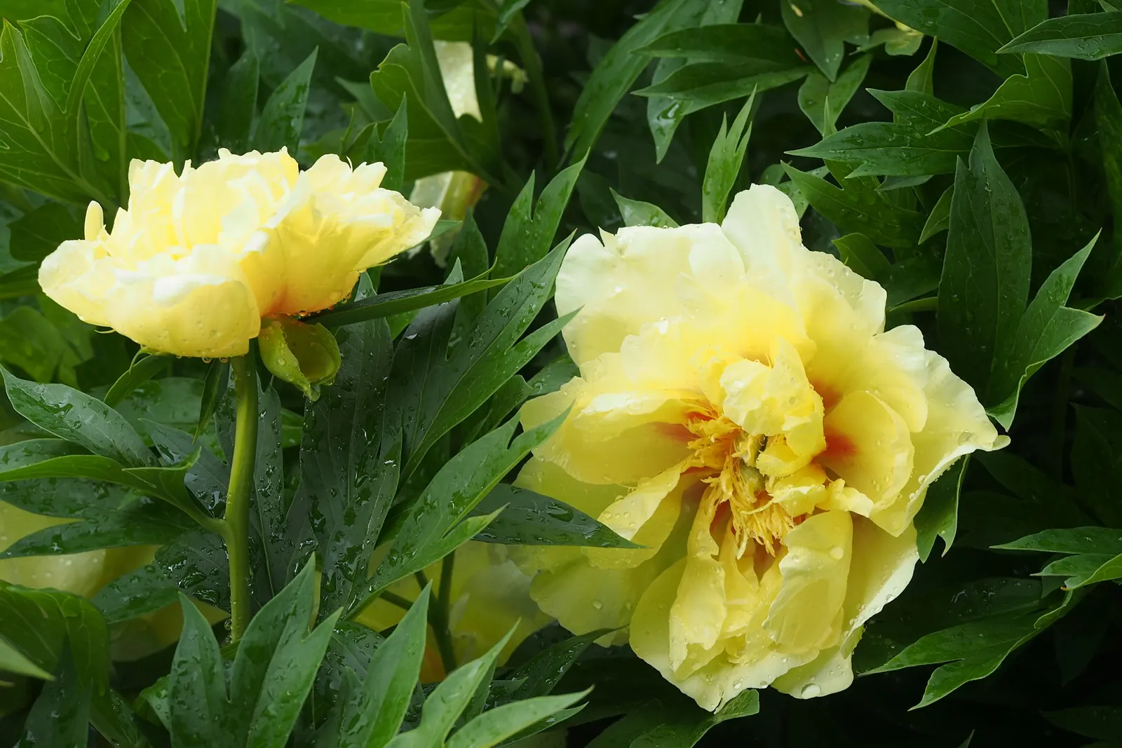 Bartzella Peony (Paeonia 'Bartzella') — Their striking flowers are set against rich