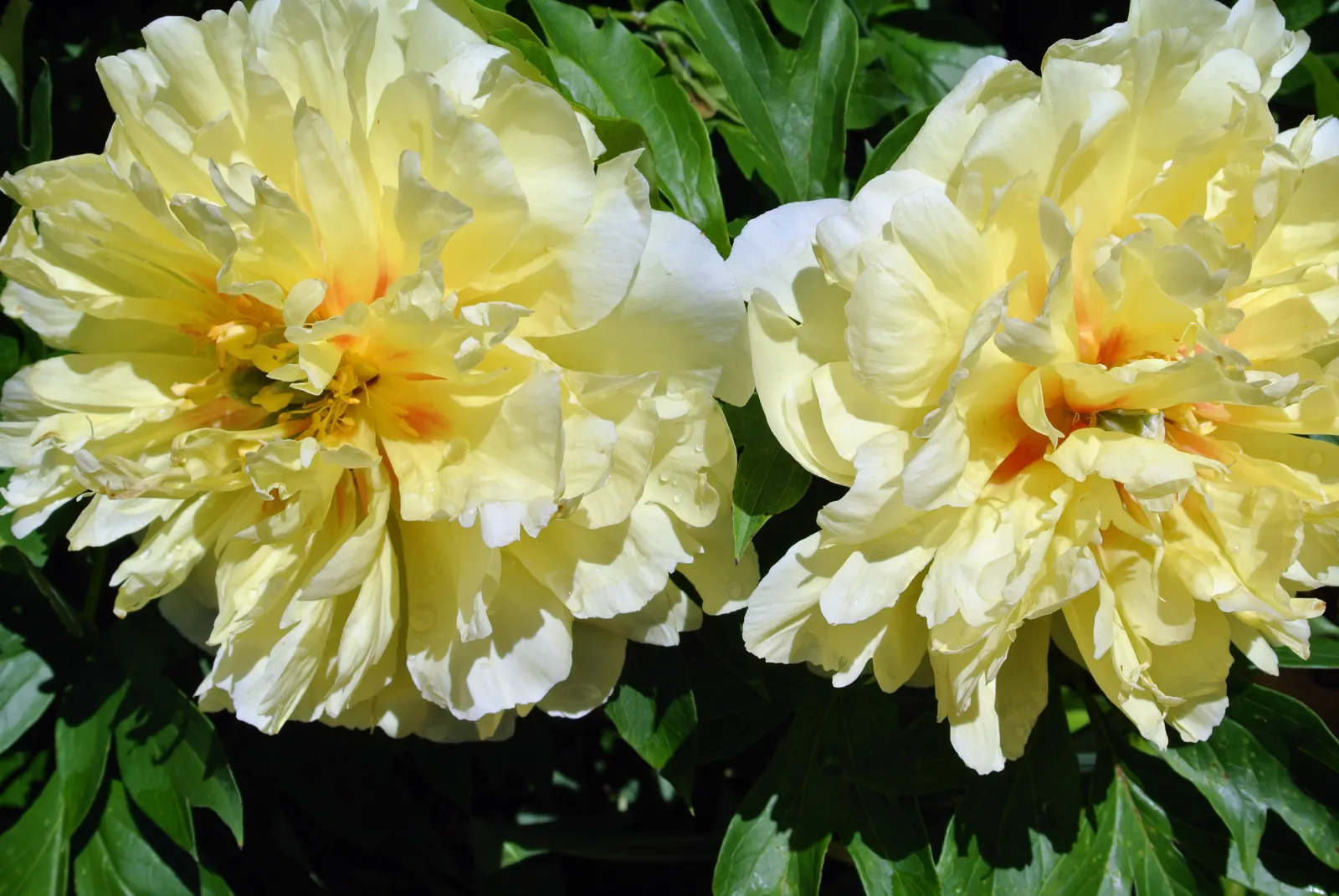 Bartzella Peony (Paeonia 'Bartzella') — An ample bloomer, it typically flowers in late spring to early summer