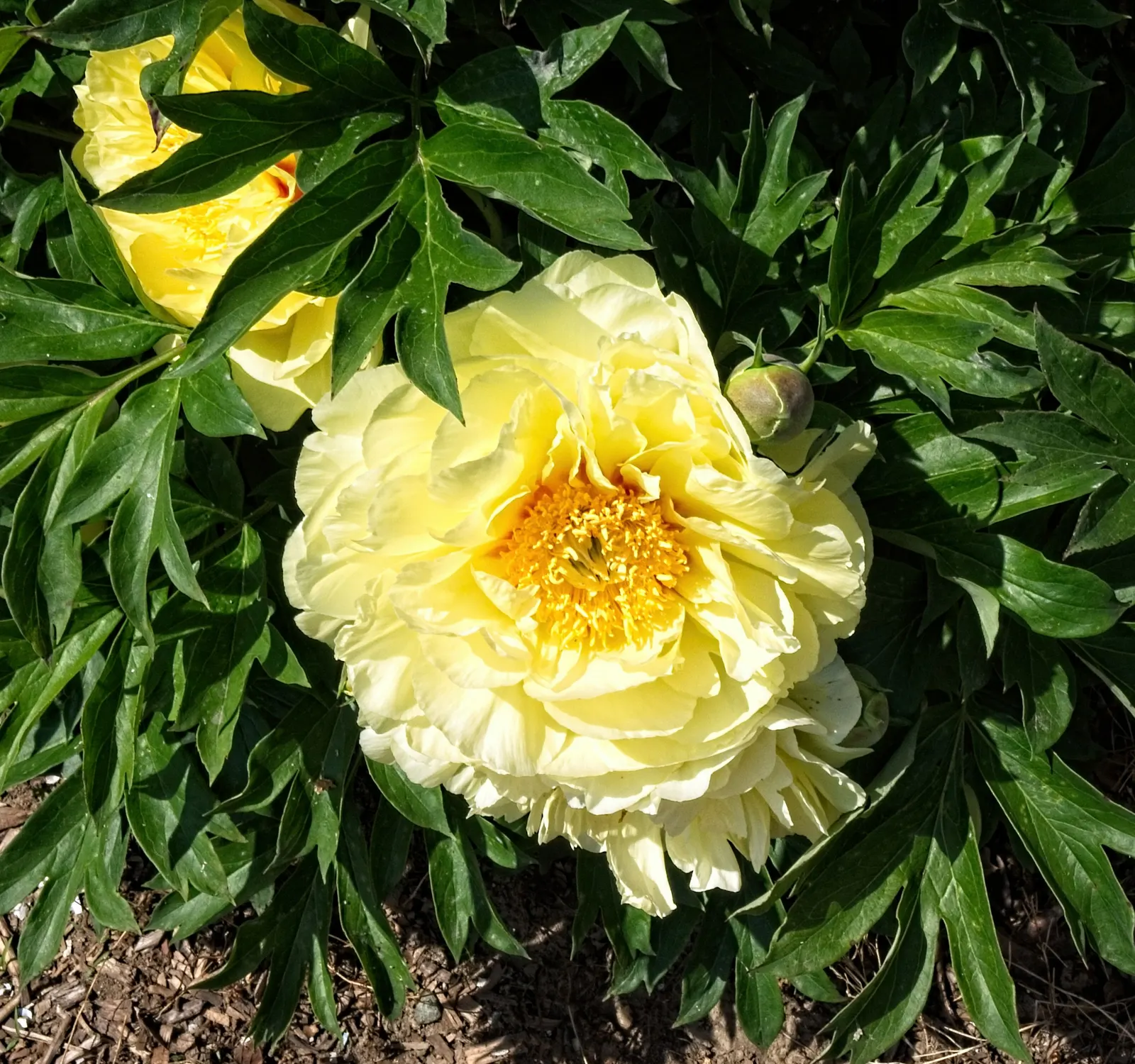 Bartzella Peony (Paeonia 'Bartzella') — Growing up to 30 inches in height and spread