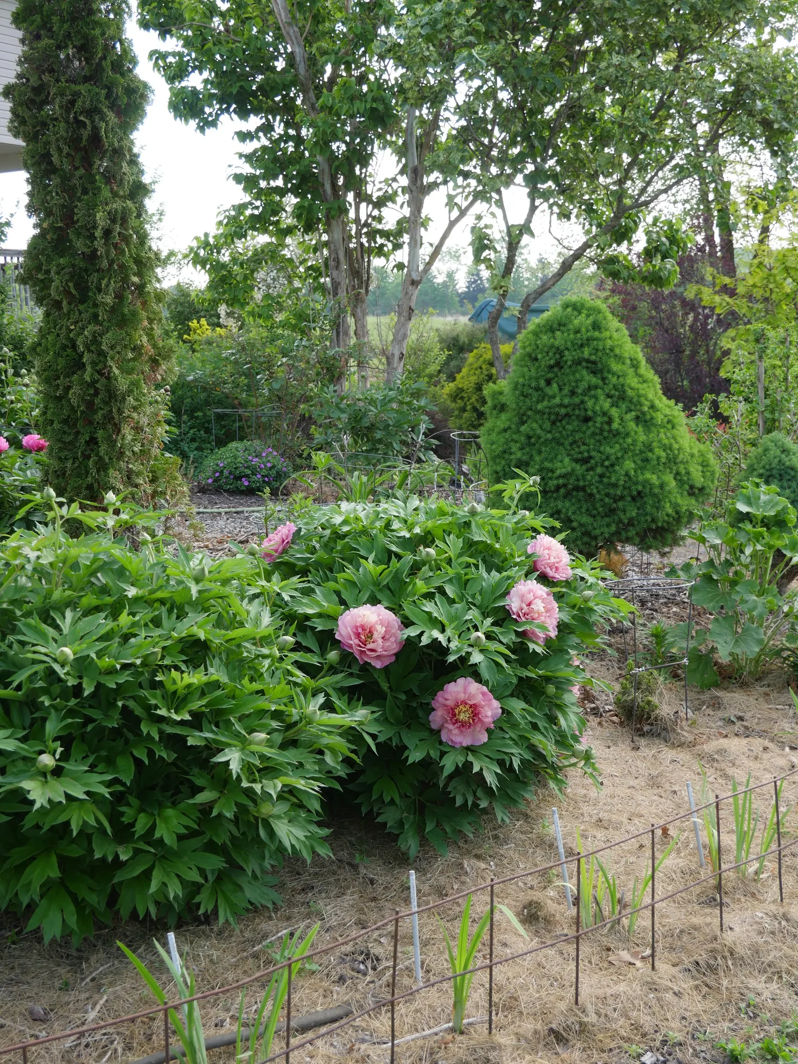 Bartzella Peony (Paeonia 'Bartzella') — lemon-yellow blooms with a pleasant