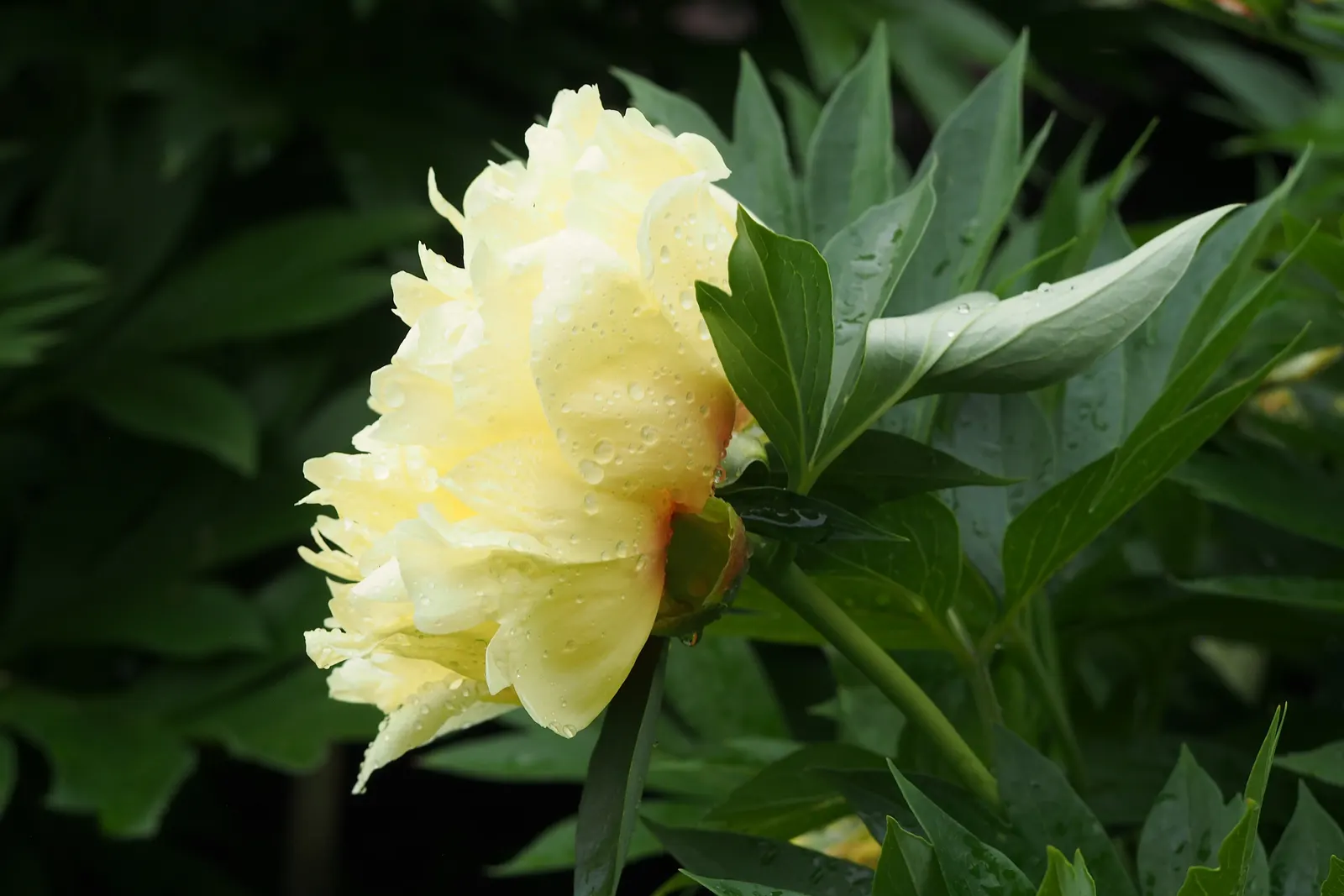 Bartzella Peony (Paeonia 'Bartzella') — The plant's strong stems stand erect at around 30-36 inches tall