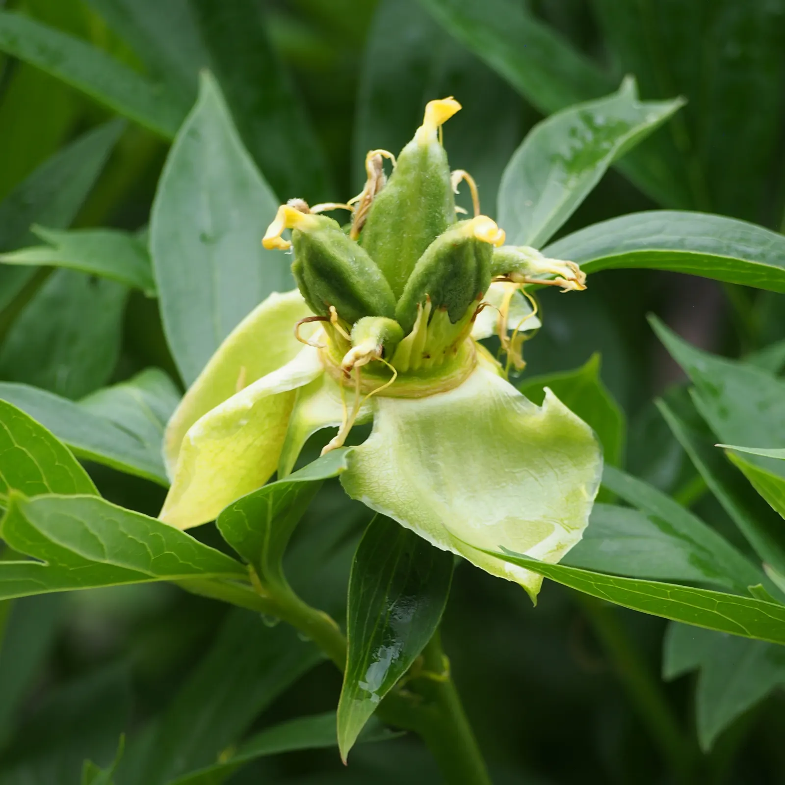 Bartzella Peony (Paeonia 'Bartzella') — sumptuous lemon-yellow blossoms reaching up to 7-9 inches in diameter