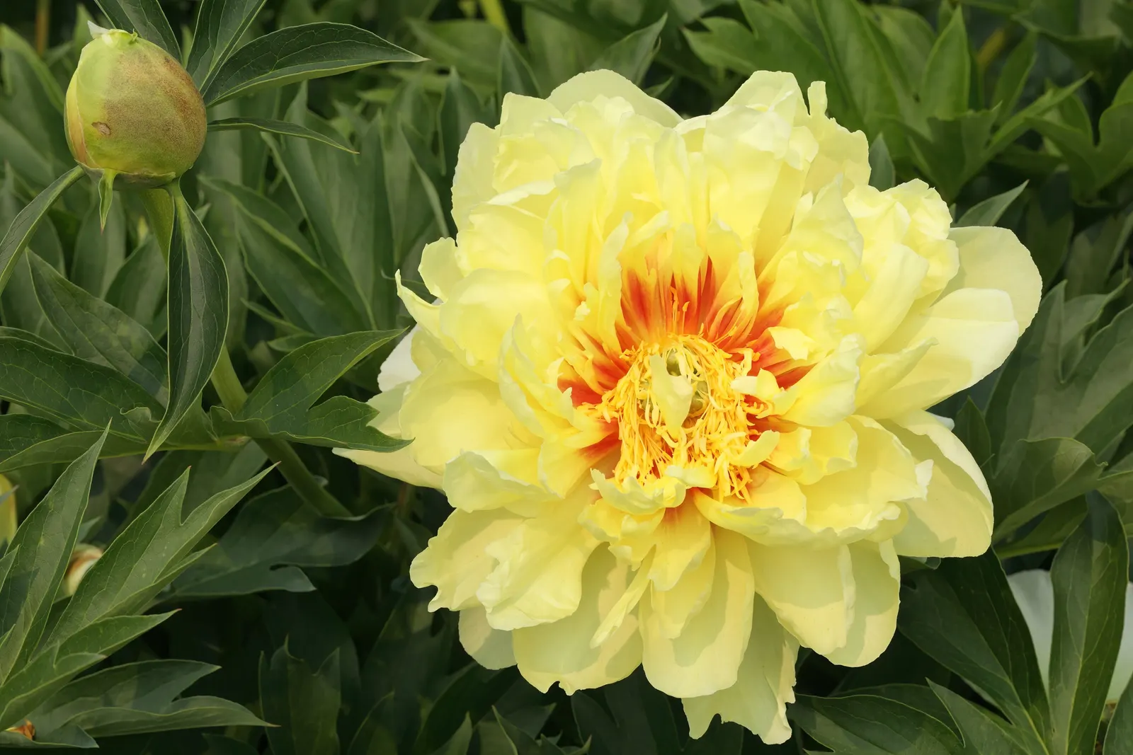 Bartzella Peony (Paeonia 'Bartzella') — The plant demands minimal maintenance