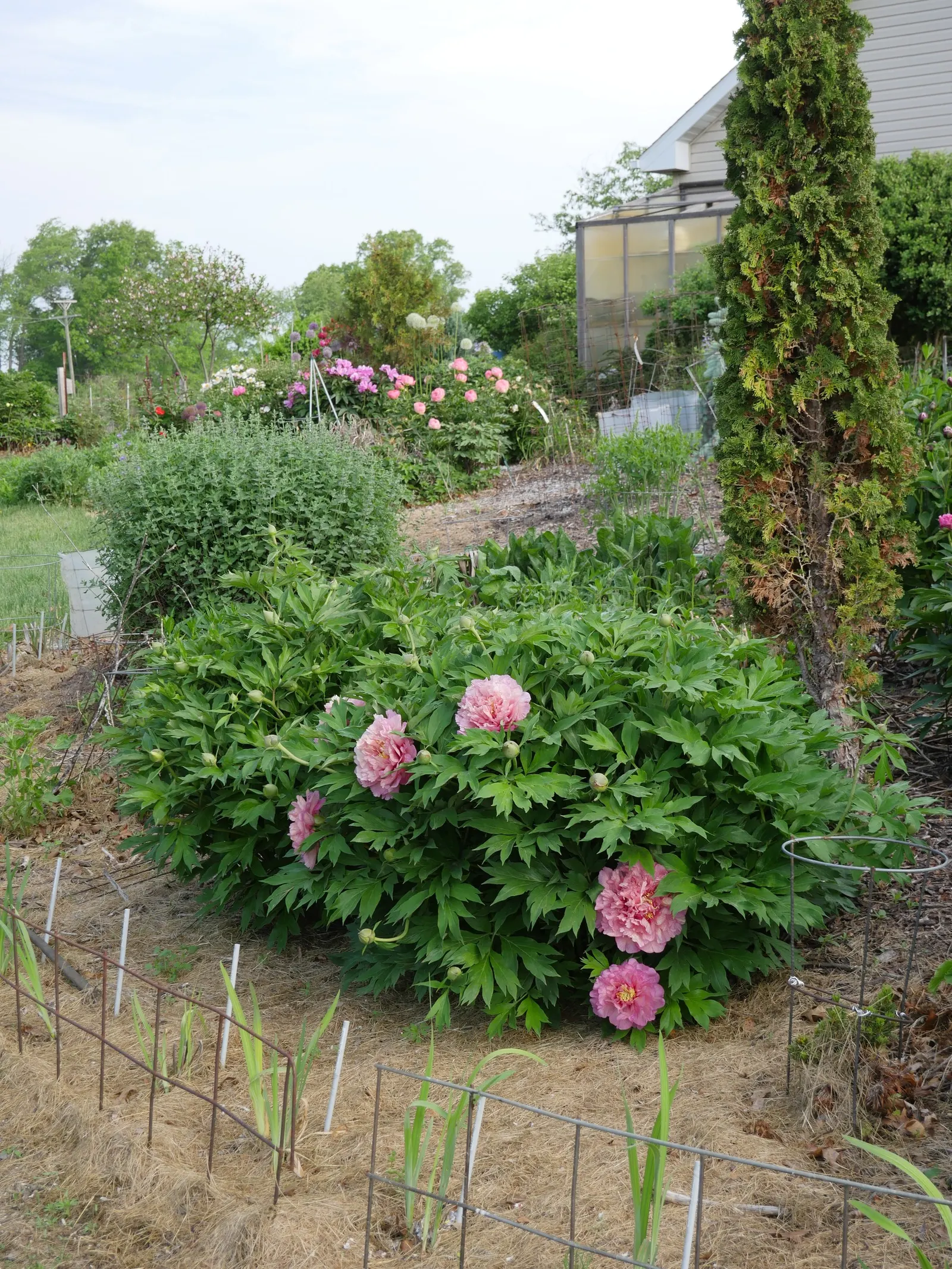 Bartzella Peony (Paeonia 'Bartzella') — Bloom time extends late spring to early summer, offering a vibrant display in any garden