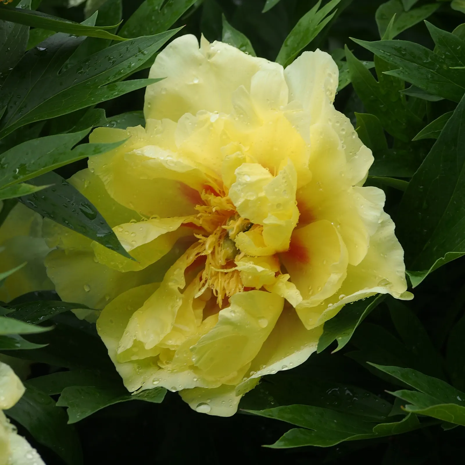 Bartzella Peony (Paeonia 'Bartzella') — A cherished cultivar of the Itoh or intersectional peonies