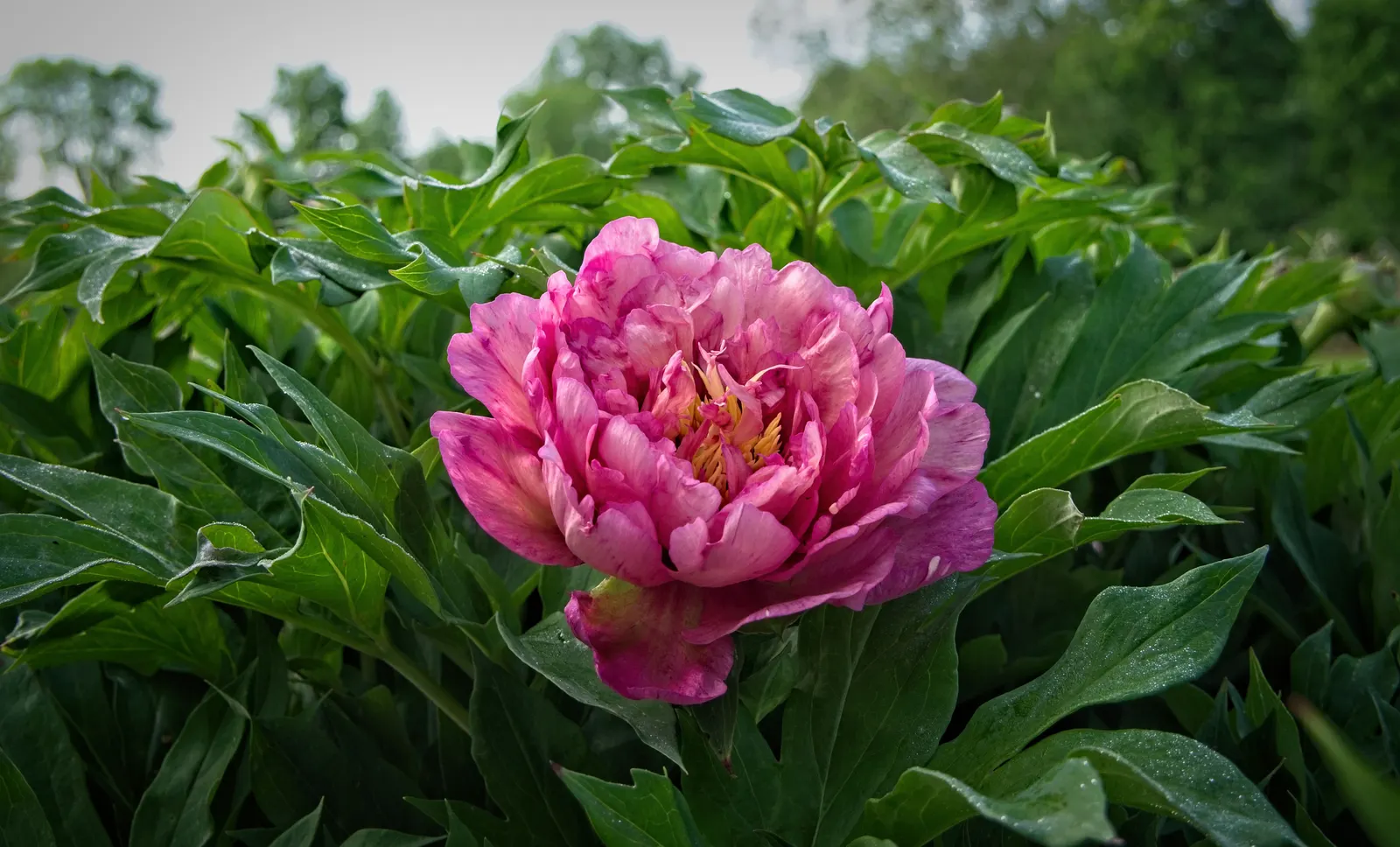 Bartzella Peony (Paeonia 'Bartzella') — also scientifically recognized as Paeonia 'Bartzella'