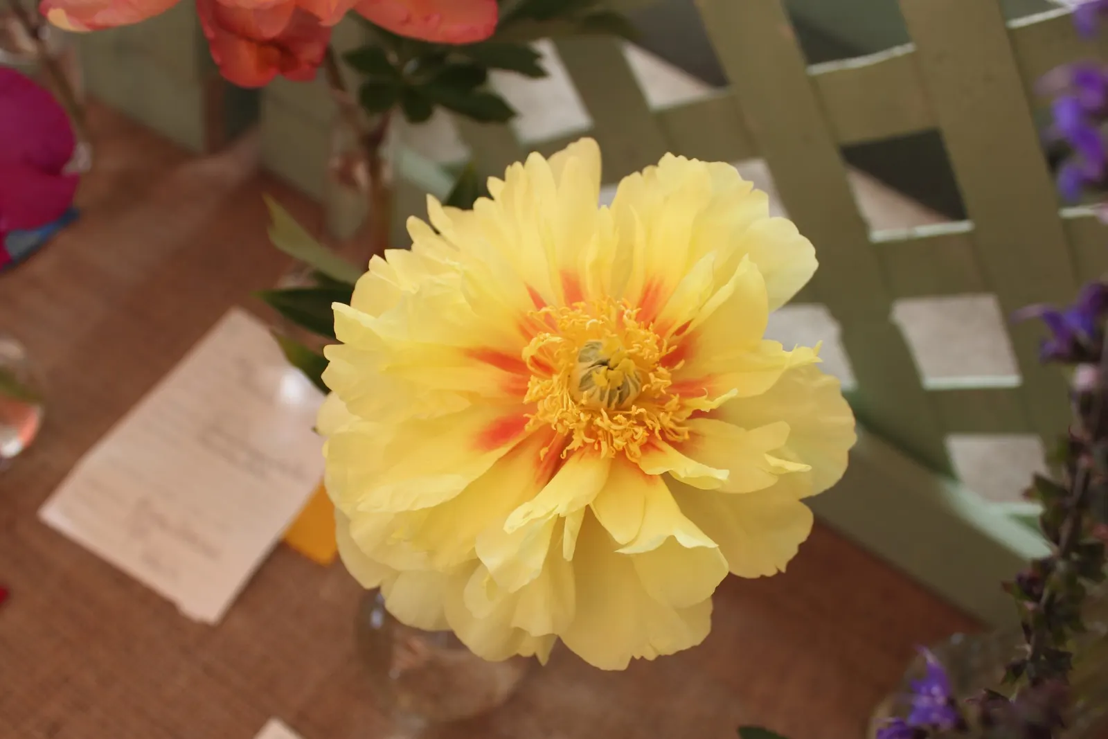 Bartzella Peony (Paeonia 'Bartzella') — incorporating the Bartzella Peony into garden plans offers a focal point of sunny hues and lush