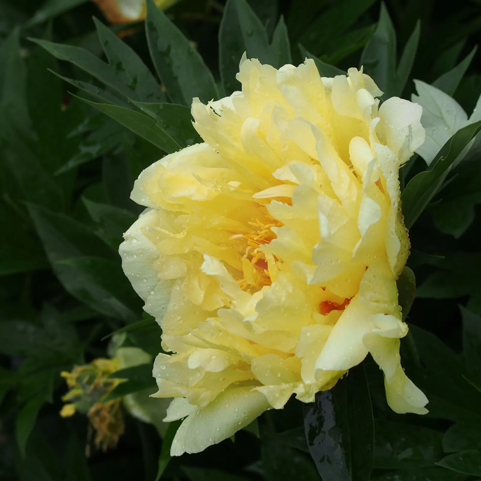 Bartzella Peony (Paeonia 'Bartzella') — showcasing a soft lemony fragrance