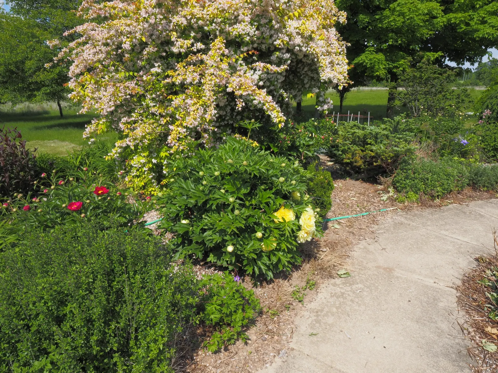Bartzella Peony (Paeonia 'Bartzella') — green foliage that remains attractive through summer and falls