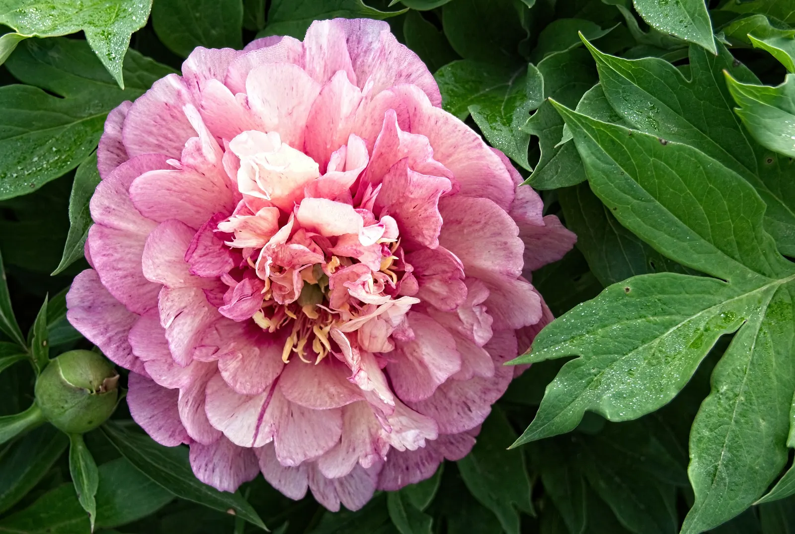 Bartzella Peony (Paeonia 'Bartzella') — is a standout perennial that promises to elevate any landscape with its opulent charm and vigor