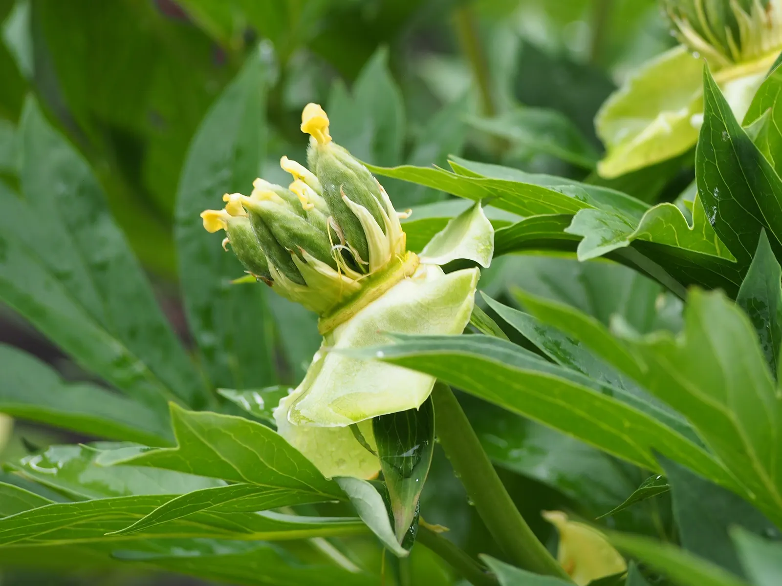 Bartzella Peony (Paeonia 'Bartzella') — the Bartzella Peony prefers full sun to part shade and well-draining soil with a pH close to neutral