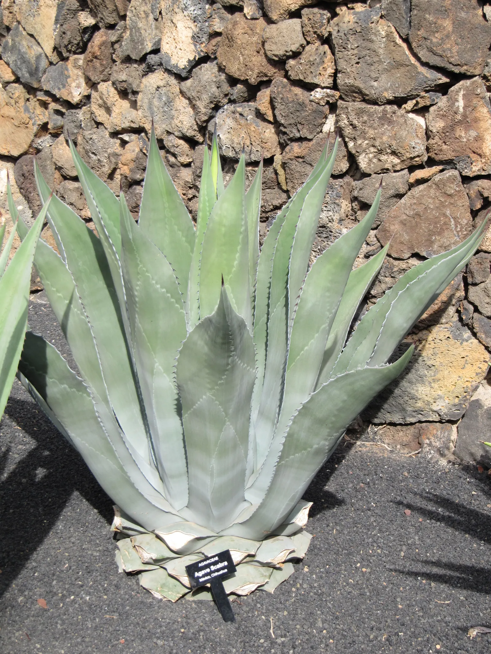 Shark Skin Agave (Agave Scabra) — Sporadic bloom spikes may soar above 10 feet after several years