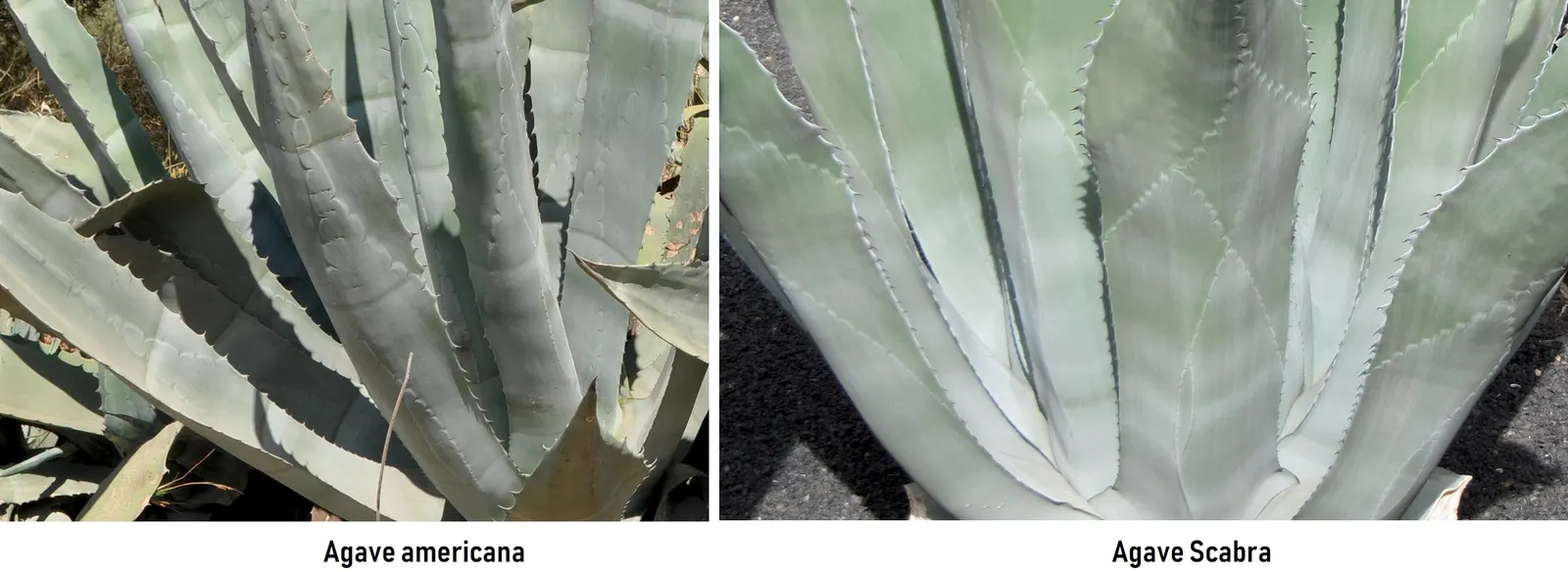 Shark Skin Agave (Agave Scabra) — The Shark Skin Agave (Agave scabra) is a striking succulent