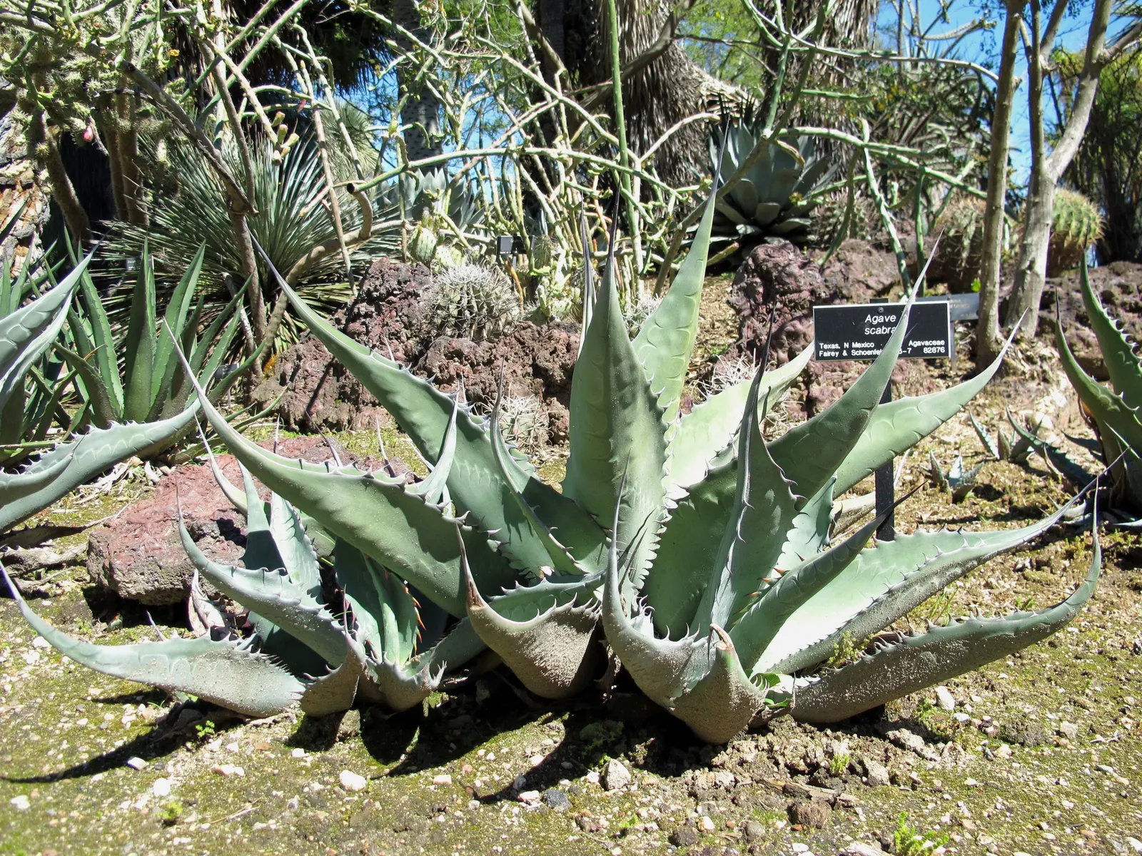 Shark Skin Agave (Agave Scabra) — Its gray-green foliage adds an architectural element to xeriscapes and rock gardens, thriving in full sun