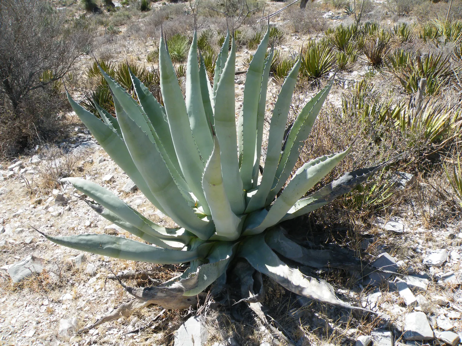 Shark Skin Agave (Agave Scabra) — cherished for its rosette of tough
