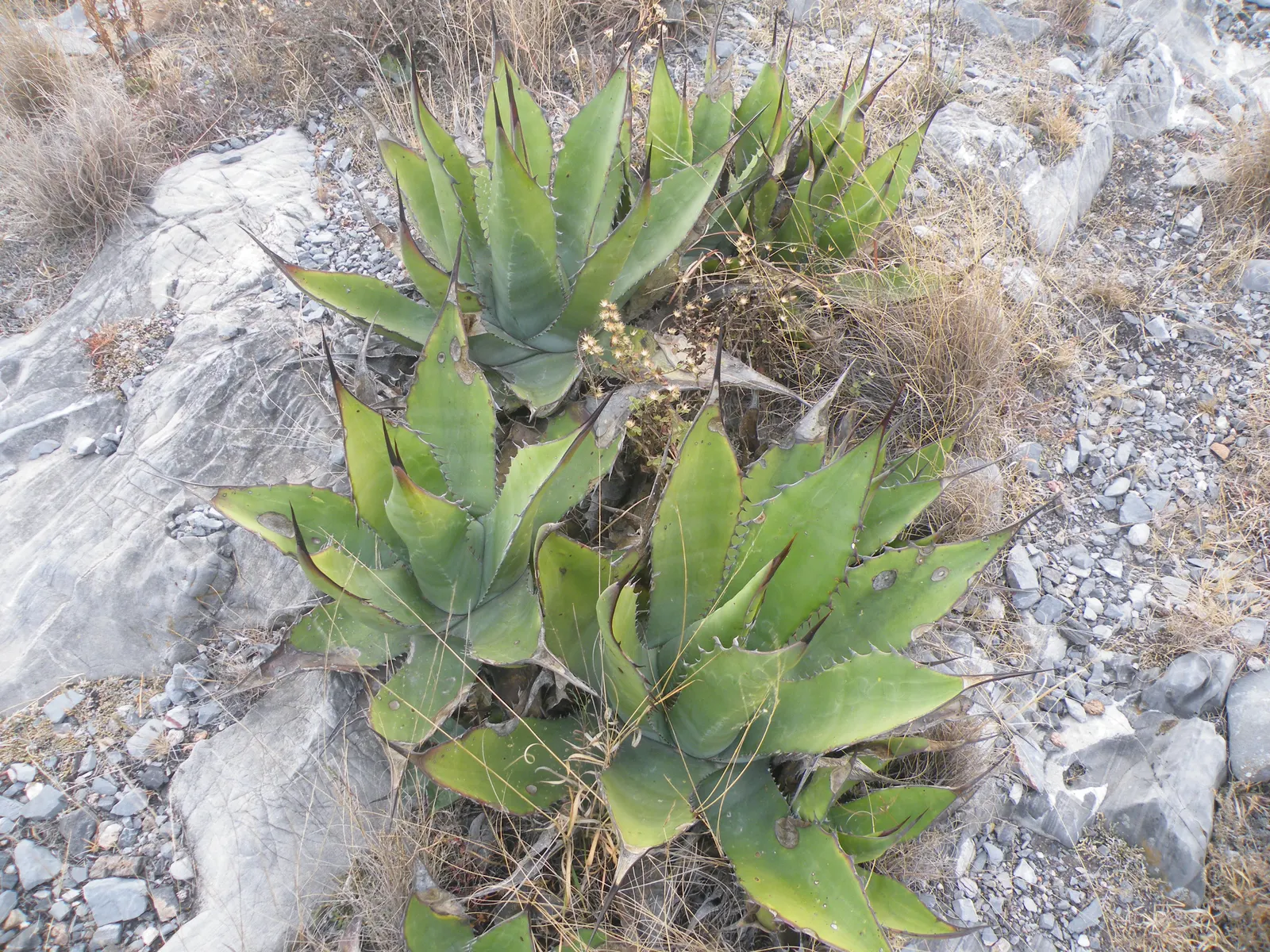 Shark Skin Agave (Agave Scabra) — rough texture reminiscent of shark skin