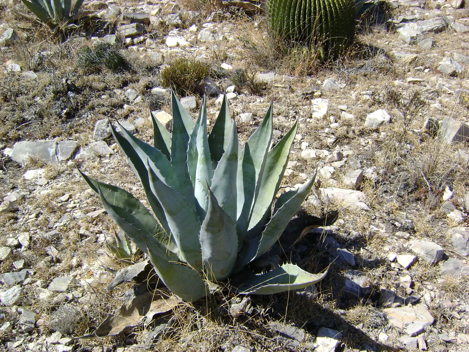 Shark Skin Agave (Agave Scabra) — This drought-tolerant plant can span up to 4 feet wide, with leaves reaching 2-3 feet in length