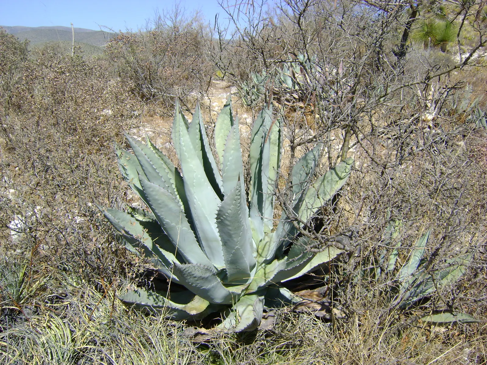 Shark Skin Agave (Agave Scabra) — leathery leaves with a unique
