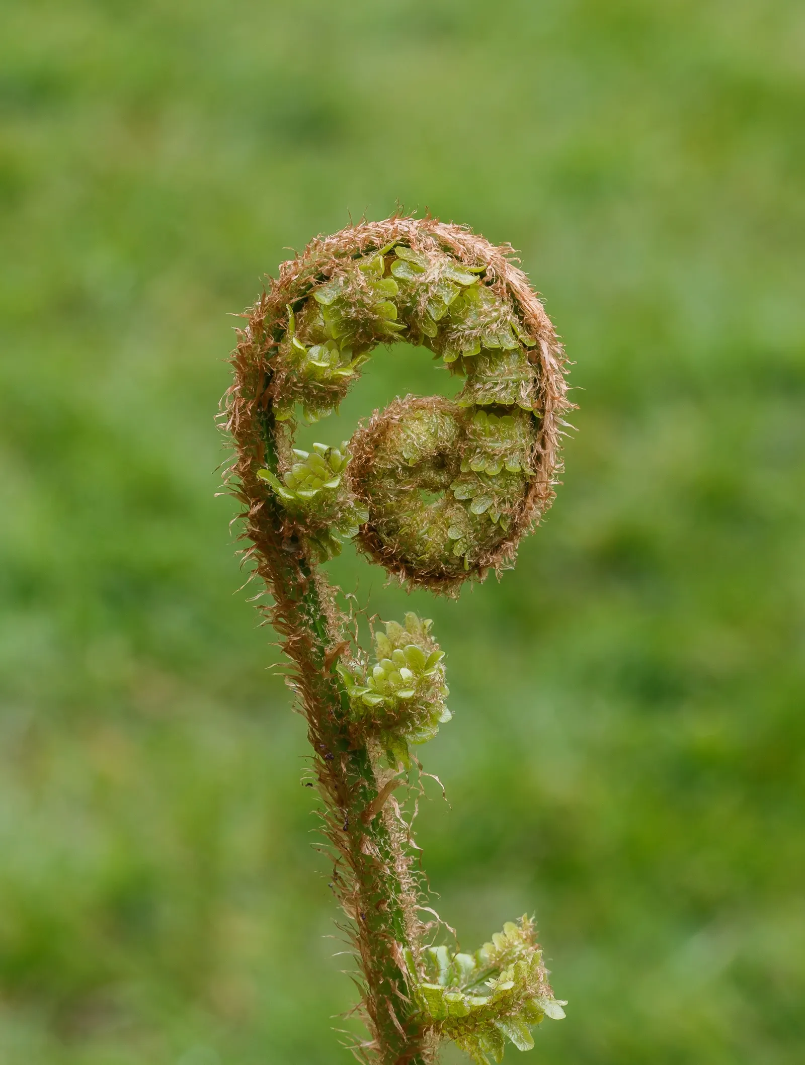 Macho Fern (Nephrolepis Biserrata) — arching fronds which can grow to an impressive size
