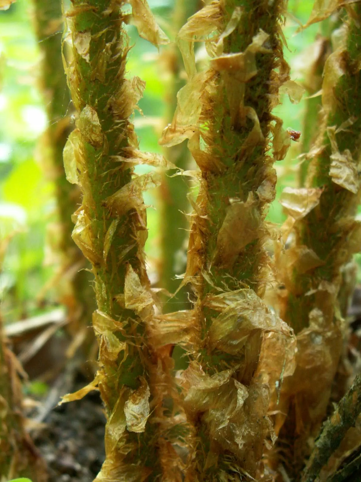 Macho Fern (Nephrolepis Biserrata) — well-draining soil with consistent moisture