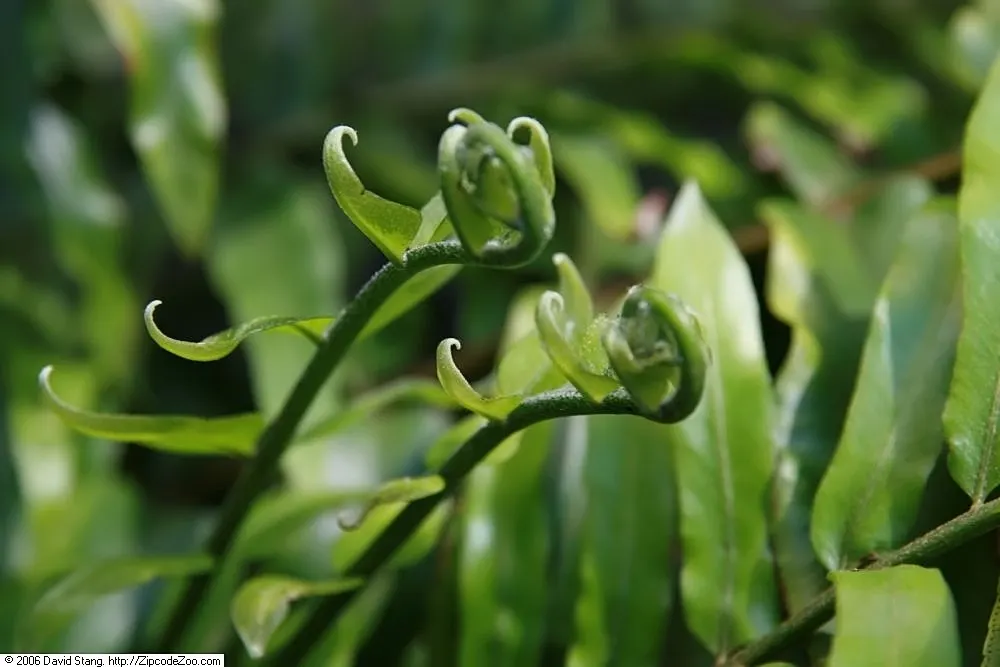 Macho Fern (Nephrolepis Biserrata) — this hardy fern thrives in well-draining; particularly during the warmer months, image 95