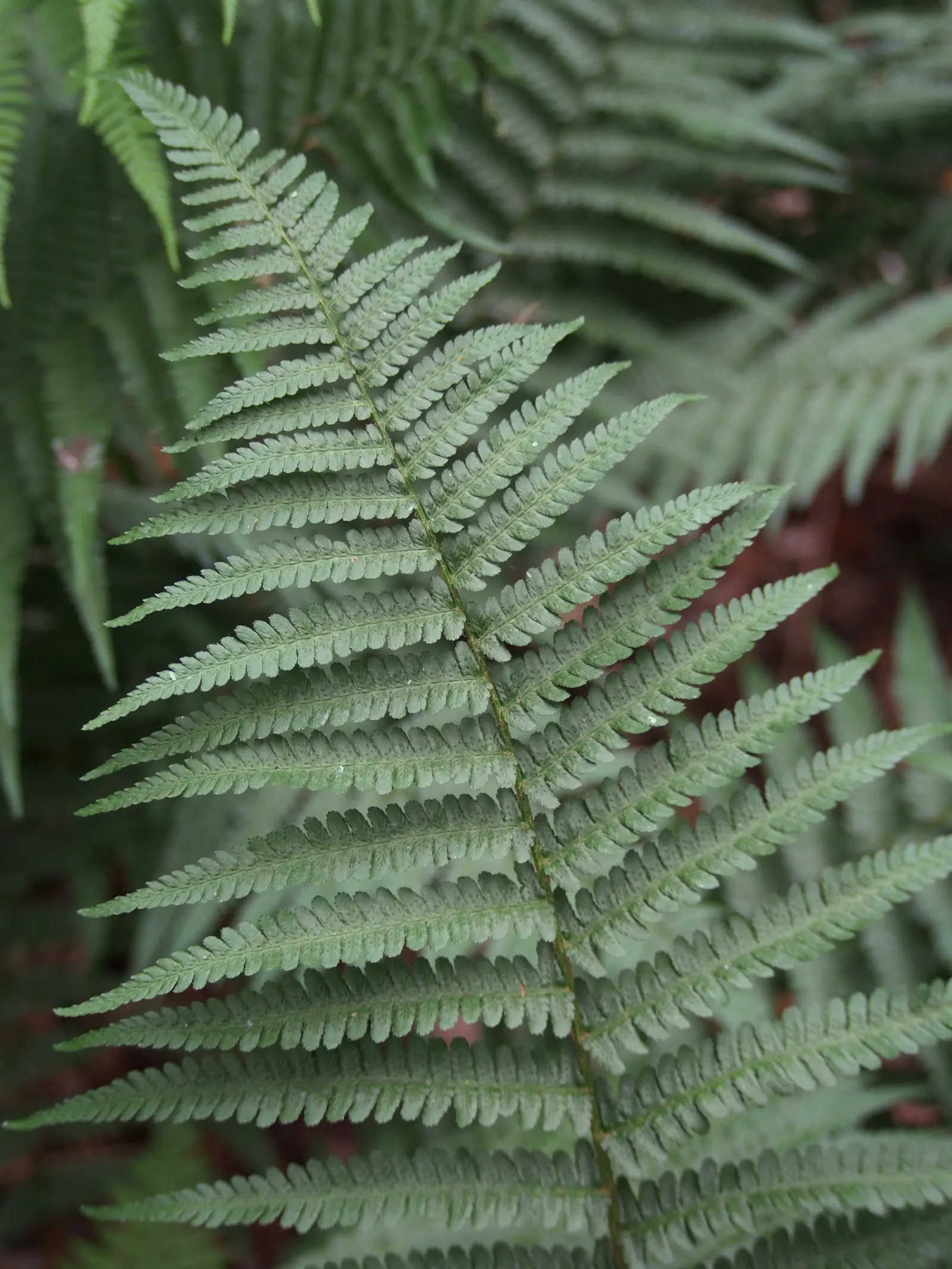 Macho Fern (Nephrolepis Biserrata) — they can even extend up to an astounding 6 feet; to ensure the soil remains evenly moist but not waterlogged, image 82
