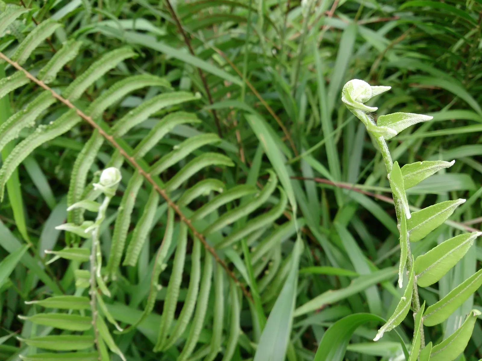 Macho Fern (Nephrolepis Biserrata) — Recognized for its vigorous growth habit and impressive shade tolerance; this hardy fern thrives in well-draining